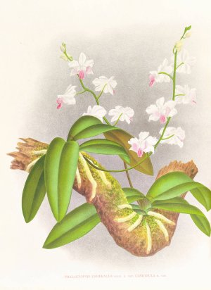 Phalaenopsis esmeralda var candidula by Jean Jules Linden Oil Painting