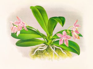 Phalaenopsis luddemanniana by Jean Jules Linden Oil Painting