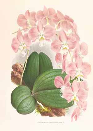 Phalaenopsis sanderiana by Jean Jules Linden Oil Painting