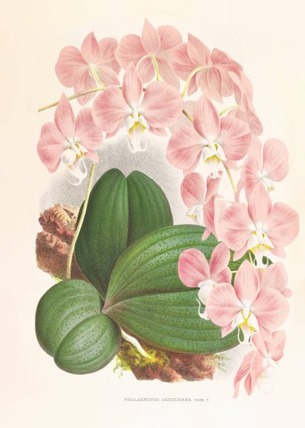 Main Product Photo of Phalaenopsis sanderiana  Painting by Jean Jules Linden