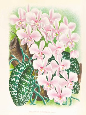Phalaenopsis schilleriana by Jean Jules Linden Oil Painting