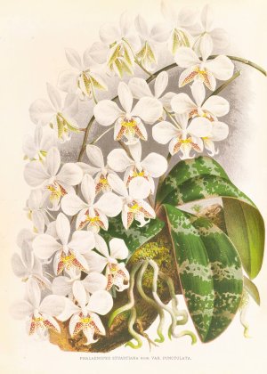 Phalaenopsis Stuartiana by Jean Jules Linden Oil Painting