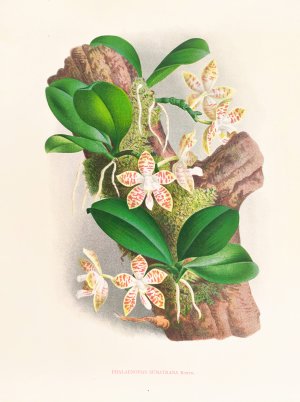 Phalaenopsis sumatrana by Jean Jules Linden Oil Painting