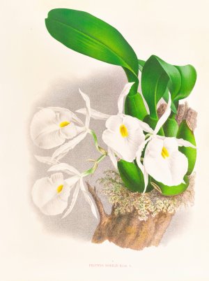 Pilumna nobilis by Jean Jules Linden Oil Painting