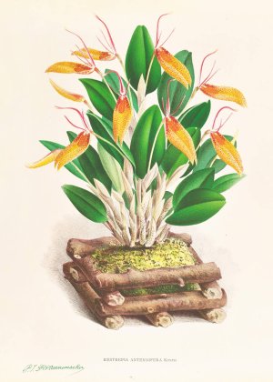 Restrepia antennifera by Jean Jules Linden Oil Painting