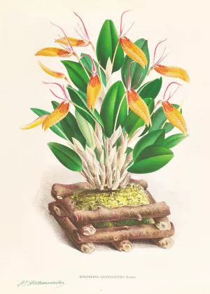 Restrepia antennifera Oil painting by Jean Jules Linden
