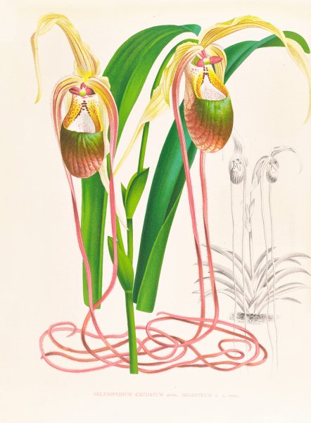 Selenipedium caudatum  by Jean Jules Linden - Hand-Painted Oil Painting Reproduction