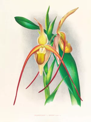 Selenipedium grande Oil painting by Jean Jules Linden