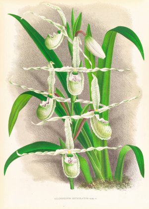 Selenipedium Reticulatum by Jean Jules Linden Oil Painting