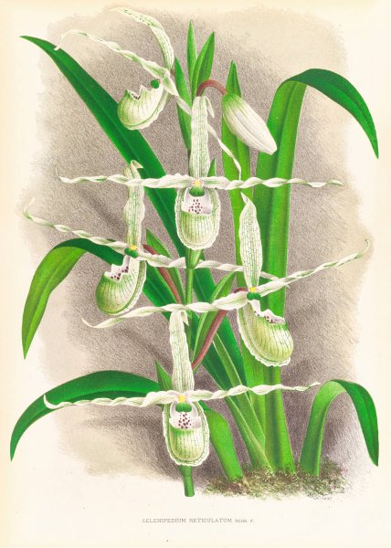 Main Product Photo of Selenipedium Reticulatum  Painting by Jean Jules Linden