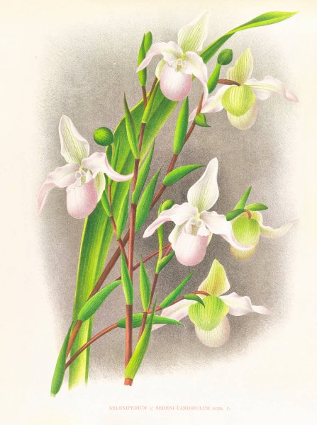 Main Product Photo of Selenipedium sedeni candidulum  Painting by Jean Jules Linden