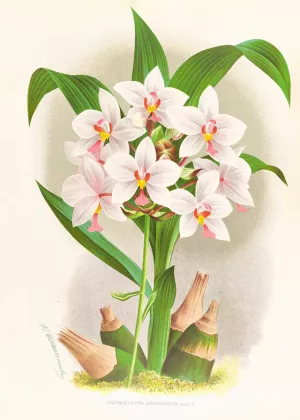 Spathoglottis Augustorum by Jean Jules Linden Oil Painting