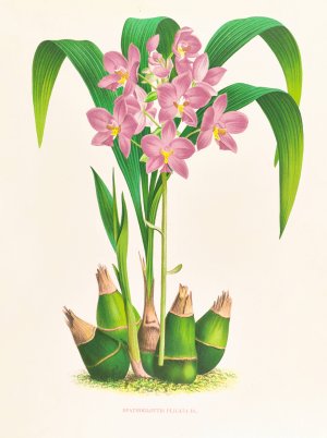 Spathoglottis plicata by Jean Jules Linden Oil Painting