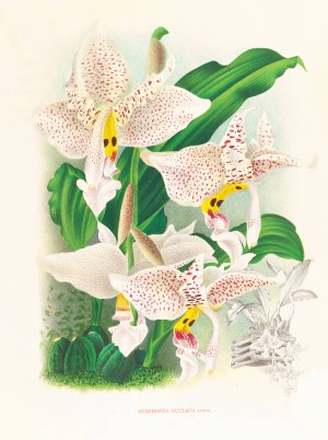Stanhopea oculata by Jean Jules Linden Oil Painting