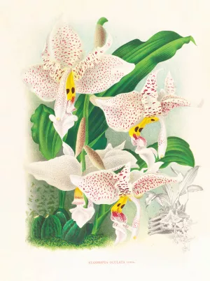 Stanhopea oculata Oil painting by Jean Jules Linden