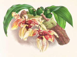 Stanhopea Tigrina by Jean Jules Linden Oil Painting