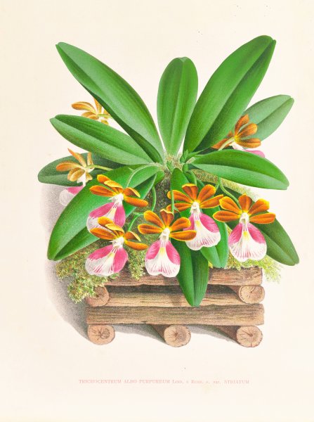 Main Product Photo of Trichocentrum albo purpureum  Painting by Jean Jules Linden