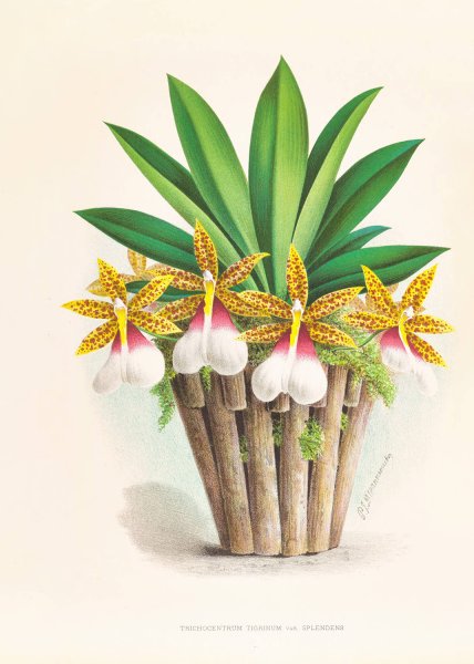 Trichocentrum Tigrinum  by Jean Jules Linden - Hand-Painted Oil Painting Reproduction