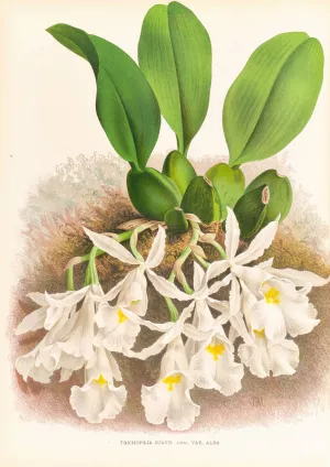 Trichopilia Suavis by Jean Jules Linden Oil Painting