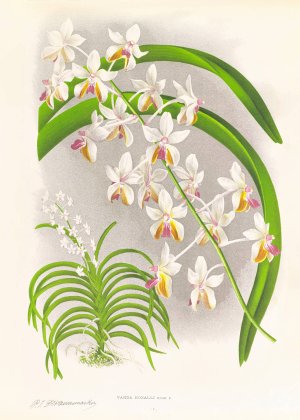 Vanda Boxalli Oil painting by Jean Jules Linden