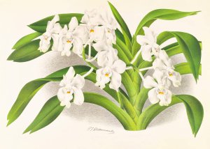 Vanda denisoniana by Jean Jules Linden Oil Painting