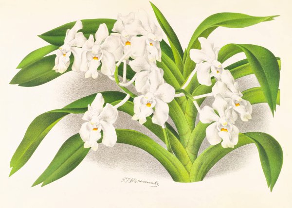 Vanda denisoniana  by Jean Jules Linden - Hand-Painted Oil Painting Reproduction
