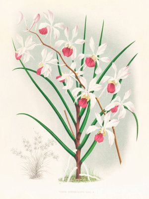 Vanda kimballiana by Jean Jules Linden Oil Painting