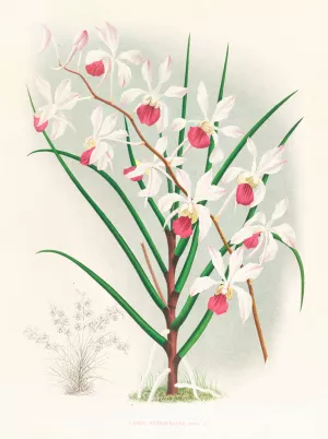 Vanda kimballiana by Jean Jules Linden Oil Painting