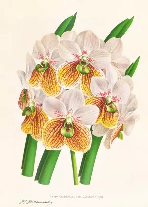 Vanda Sanderiana var Labello Viridi by Jean Jules Linden Oil Painting