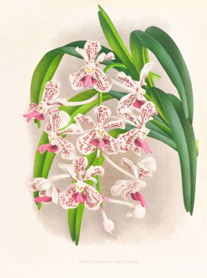 Vanda suavis by Jean Jules Linden Oil Painting