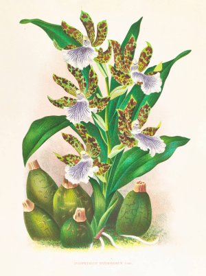 Zygopetalum intermedium by Jean Jules Linden Oil Painting