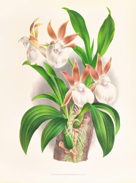 Main Product Photo of Zygopetalum rostratum  Painting by Jean Jules Linden