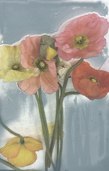 Poppy Spray II by Jennifer Goldberger - Hand-Painted Oil Painting Reproduction