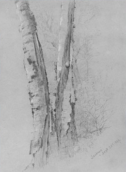 Study of Birch Trunks (Scribners')