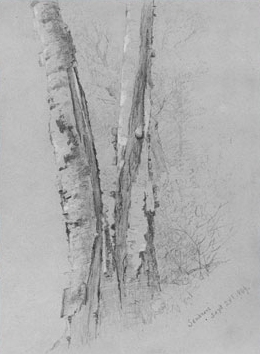 Study of Birch Trunks (Scribners') by Jervis MCentee Oil Painting