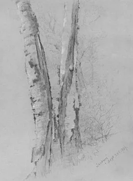 Study of Birch Trunks (Scribners') by Jervis MCentee Oil Painting