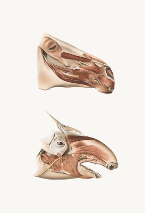 Deeper Facial Muscles Of Horse And Tapir by Johan Erik Vesti Boas Oil Painting