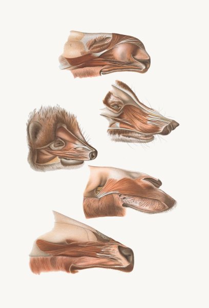 Fore End Of Head Of Elk, Nasua, Dromedary, Erinaceus,Wapiti  by Johan Erik Vesti Boas - Hand-Painted Oil Painting Reproduction