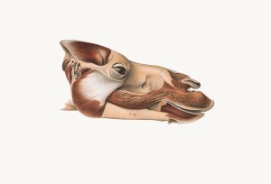 Head Of Dromedary After Removal Of Facial Muscles by Johan Erik Vesti Boas Oil Painting