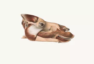 Head Of Dromedary After Removal Of Facial Muscles Oil painting by Johan Erik Vesti Boas
