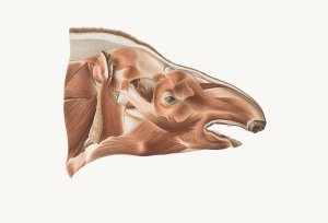 Superficial facial muscles of a Tapir by Johan Erik Vesti Boas Oil Painting