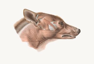 Superficial facial muscles of Canis lupus by Johan Erik Vesti Boas Oil Painting
