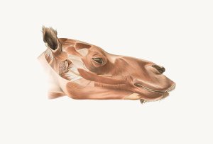 Superficial facial muscles of Dromedary by Johan Erik Vesti Boas Oil Painting