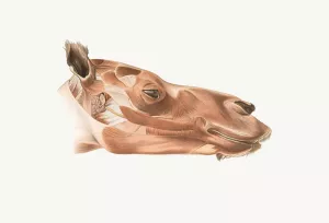 Superficial facial muscles of Dromedary by Johan Erik Vesti Boas Oil Painting