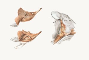 Superficial facial muscles of Echidna by Johan Erik Vesti Boas Oil Painting