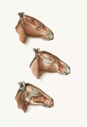 Superficial facial muscles of Halmalurus Oil painting by Johan Erik Vesti Boas