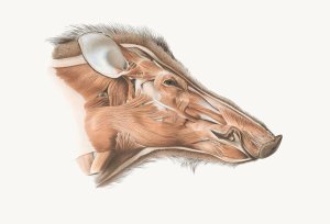 Superficial facial muscles of Wild Boar by Johan Erik Vesti Boas Oil Painting