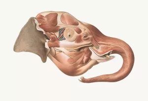 Superficial muscles of right side of the Elephant's head Oil painting by Johan Erik Vesti Boas