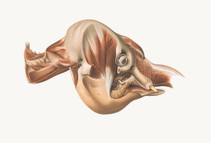 The head of the Elephant from the right after removal of facial muscles by Johan Erik Vesti Boas Oil Painting