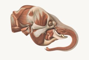 The head of the Elephant from the right after removal of the Superficial muscles by Johan Erik Vesti Boas Oil Painting